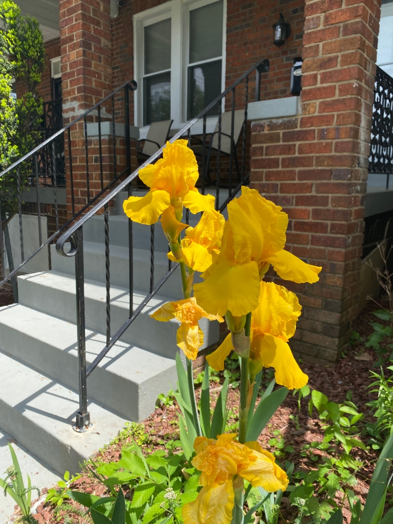 A yellow iris in bloom, shown in front of the stoop of the red brick house next door.