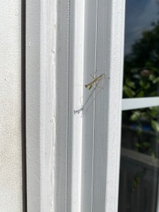 A young praying mantis perched on a white doorjamb, waiting politely to go inside.
