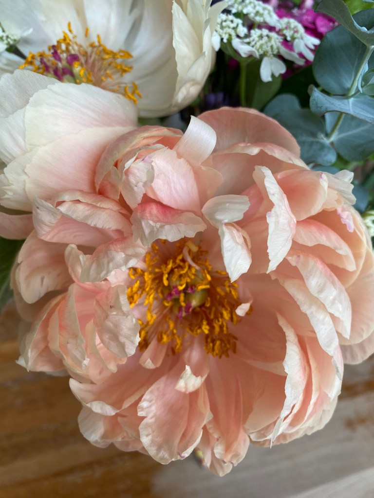 A fluffy peach peony is almost completely open.